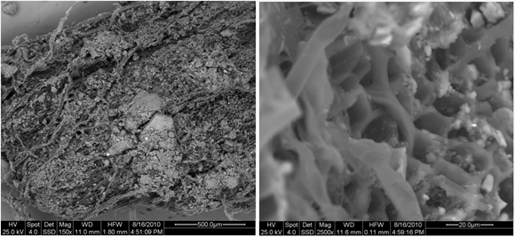 Nährstoffreiche Biokohlen stark mit Wurzel überzogen (Bild links) und zum Teil auch durchwurzelt (Bild rechts)